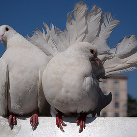 Пара голубков